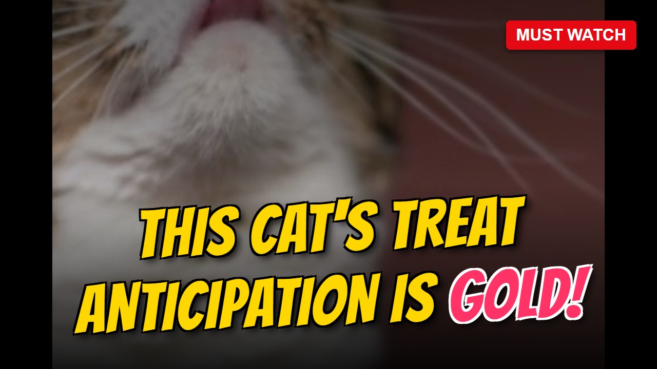 This Cat's Treat Anticipation is GOLD!